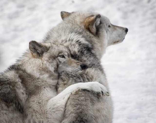  Foto de dos lobos abrazados